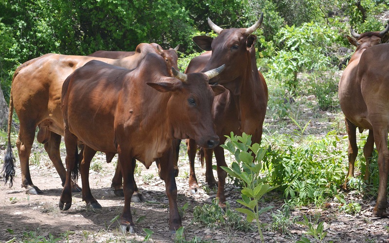 Bétail au Ghana