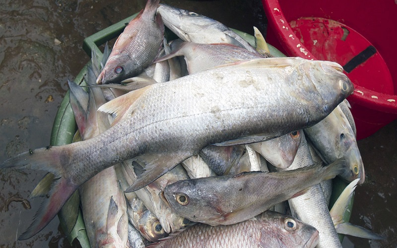 Prix poisson Côte d'Ivoire