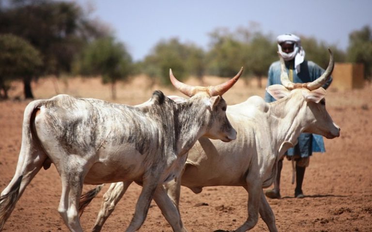 Bétail Afrique de l’ouest