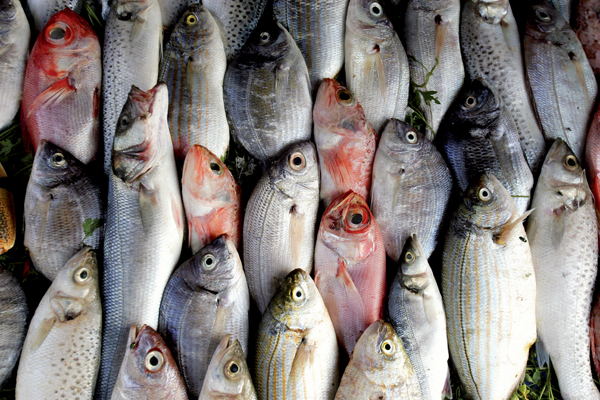 Poisson volaille Maroc