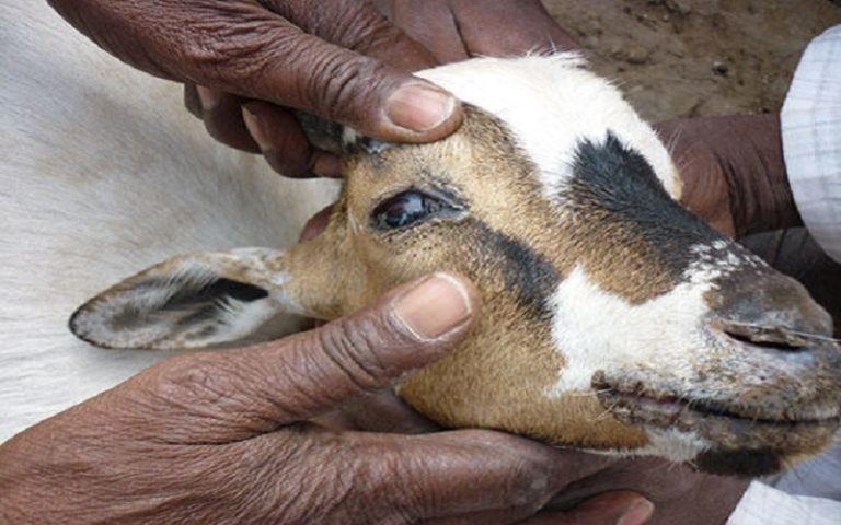 Peste petits ruminants