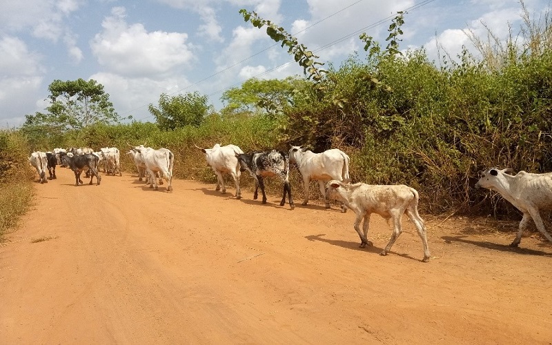 Transhumance bétail Folon