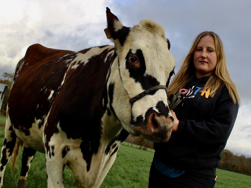 Vache Oreillete