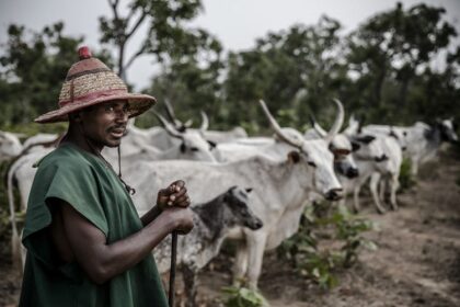 Elevage au Nigéria