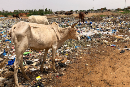 Déchets plastiques et élevage