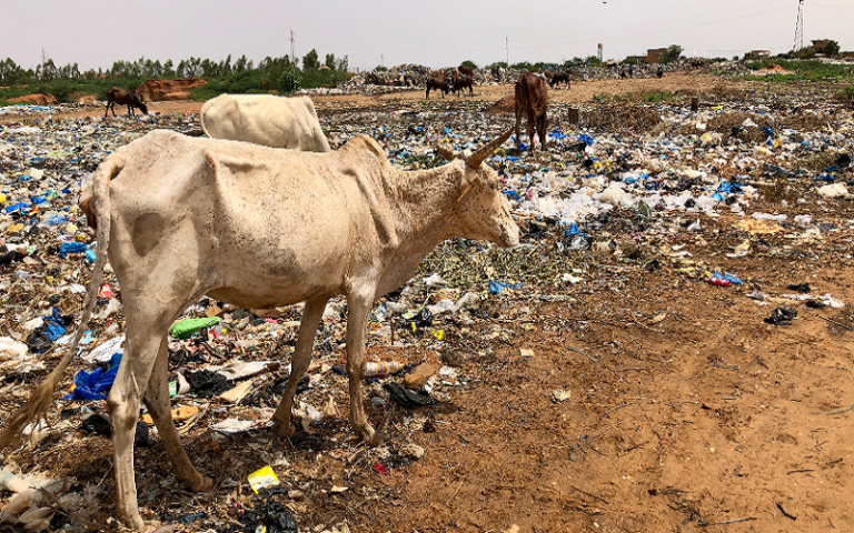 Déchets plastiques et élevage