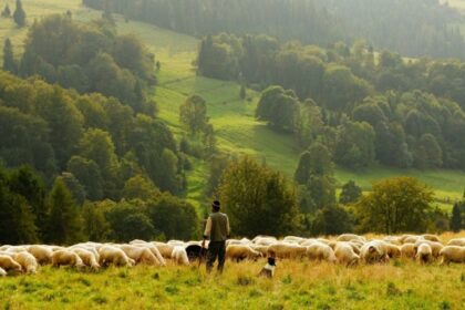 Elevage et environnement