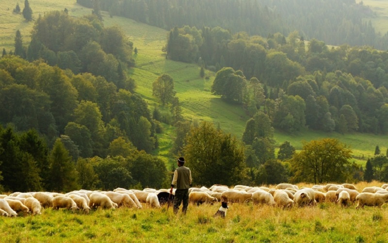 Elevage et environnement