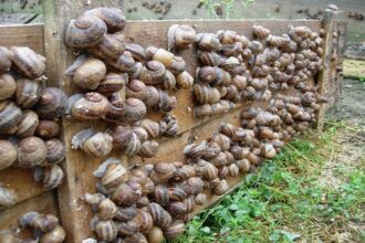 Héliciculture au Bénin