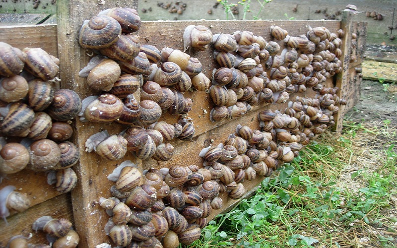 Héliciculture au Bénin