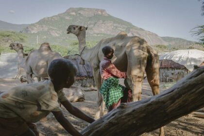 La chamelle au Kenya