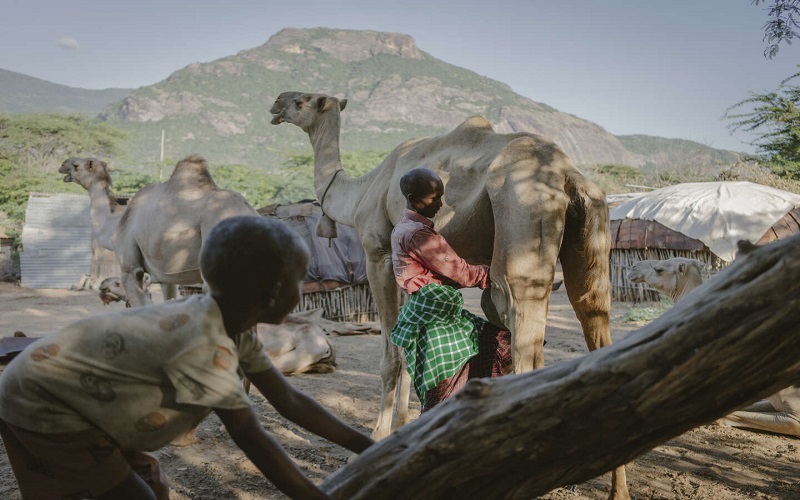 La chamelle au Kenya