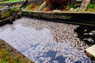 Pisciculture Mali