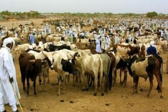 Bétail-viande Tchad