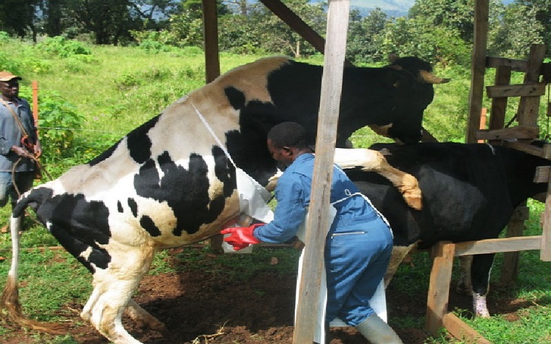 Insémination artificielle bétail Nigéria