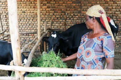 Production bovine Afrique du Sud