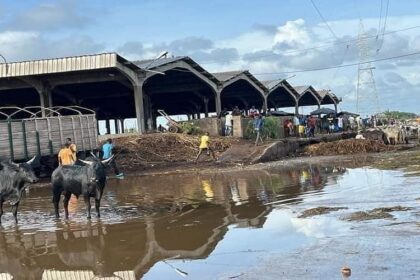 Déchets abattoir Port-Bouët