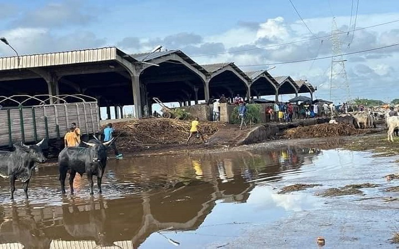 Déchets abattoir Port-Bouët