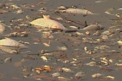 Cadavres de poissons Mabouo