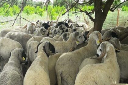 Filière animale Maroc