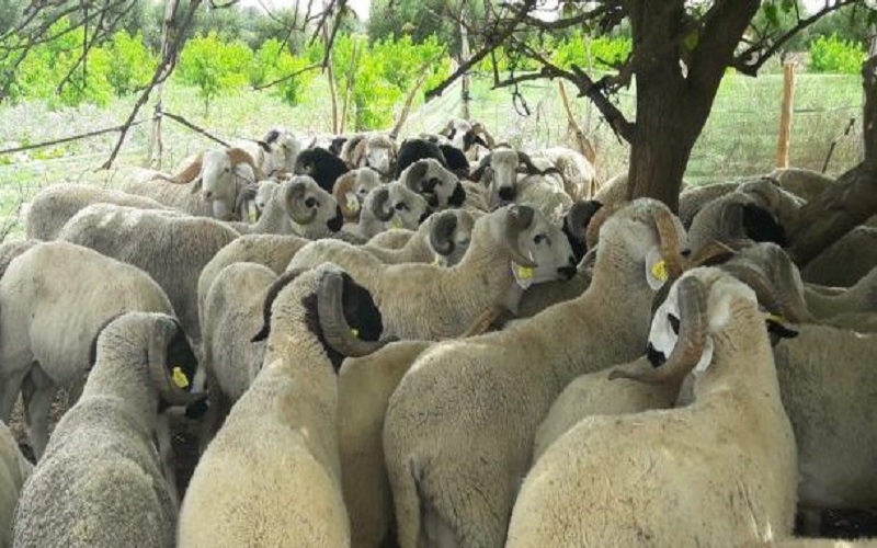 Filière animale Maroc