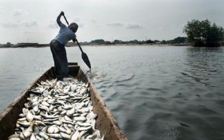 Poissons oubliés d'Afrique
