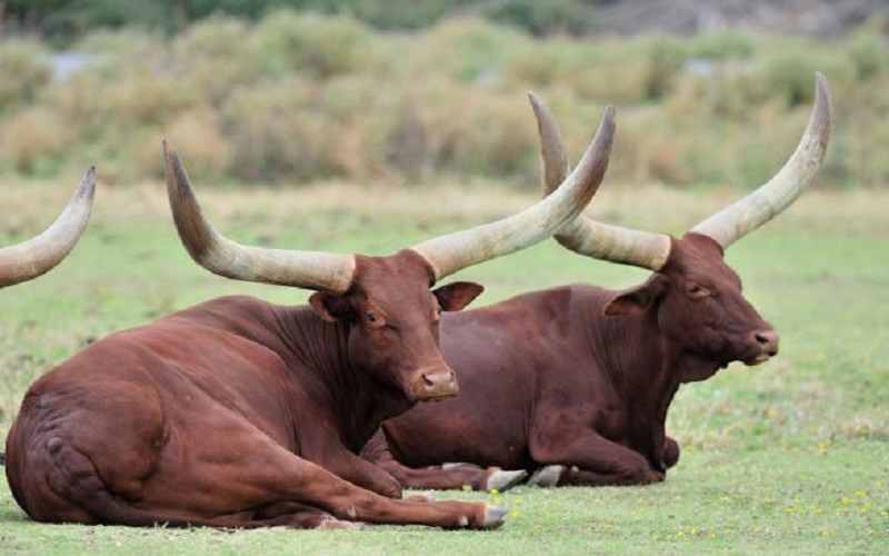 Filière viande et lait au Sénégal