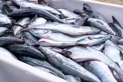 Production aquacole en Afrique