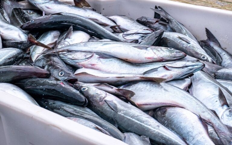 Production aquacole en Afrique