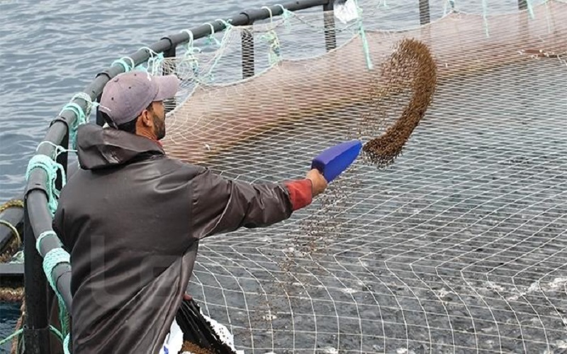 Aquaculture en Tunisie