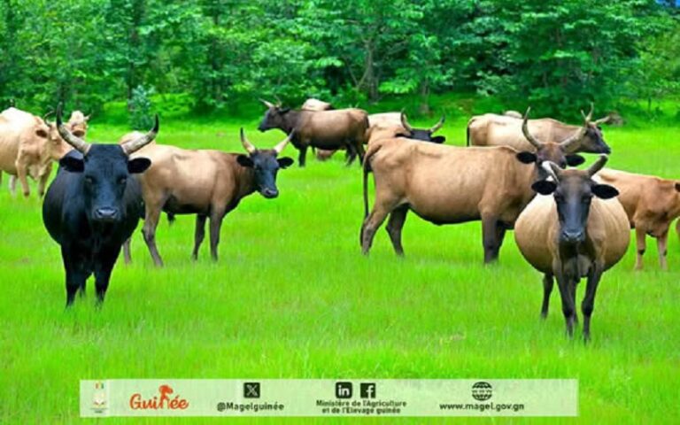 Conflits agriculteurs éleveurs Guinée