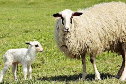 Filière bétail Maroc