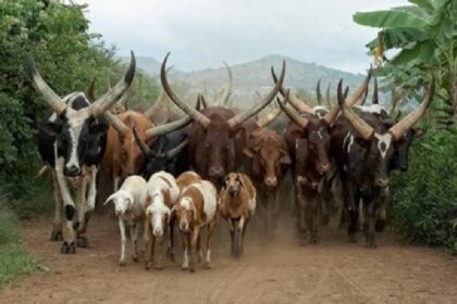 Filière bétail Nigéria