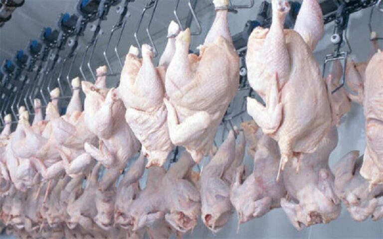 Poulets congelés Bénin