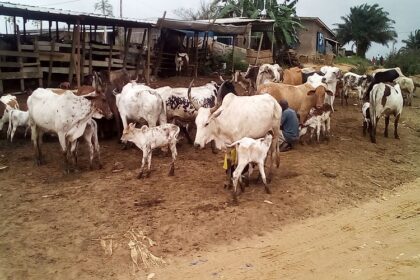 Production animale Côte d’Ivoire