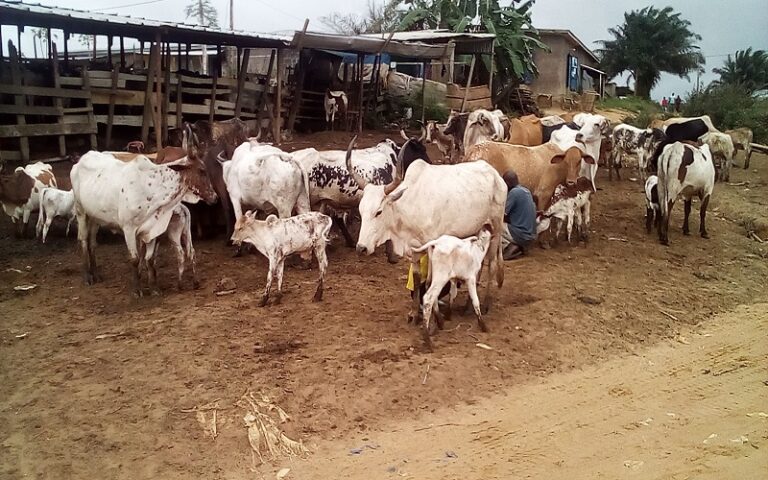 Production animale Côte d’Ivoire