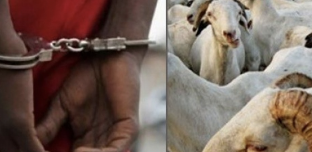 Vol de Bétail Côte d’Ivoire