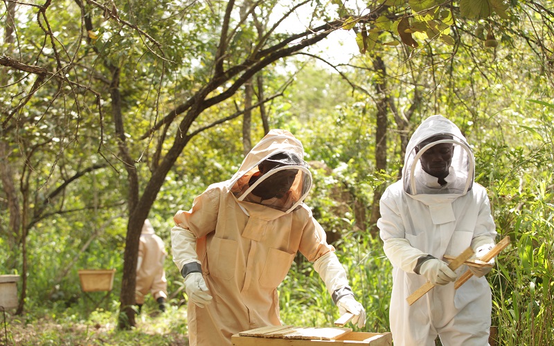 Lancement d’un programme national subventionné de promotion de l'apiculture