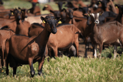 Filière bétail Kenya