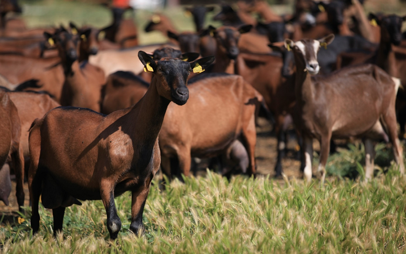 Filière bétail Kenya