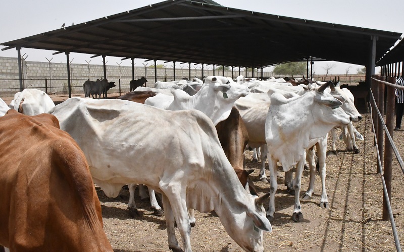 Filière lait Burkina