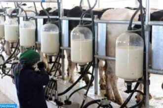 Filière lait Namibie