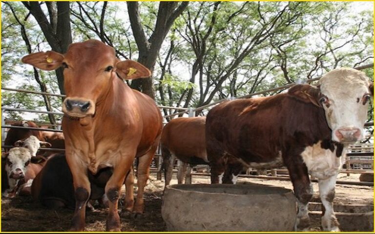 Des scientifiques de l'Institut international de recherche sur l'élevage (ILRI) ont mis au point une panoplie de solutions scientifiques en déjouant les parasites et agents pathogènes responsables de millions de dollars de pertes de bétail en Afrique.