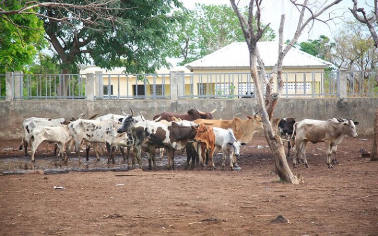 Marché bétail Bouna