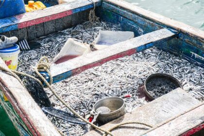 Dans le cadre de la lutte contre la pêche illicite, non déclarée et non réglementée (INN), la Direction de la Protection et de la Surveillance des Pêches