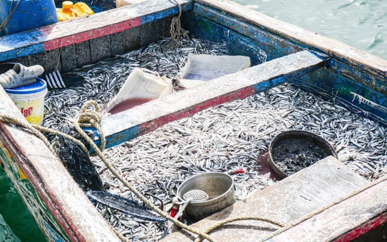 Dans le cadre de la lutte contre la pêche illicite, non déclarée et non réglementée (INN), la Direction de la Protection et de la Surveillance des Pêches