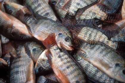 Pisciculture au Kenya