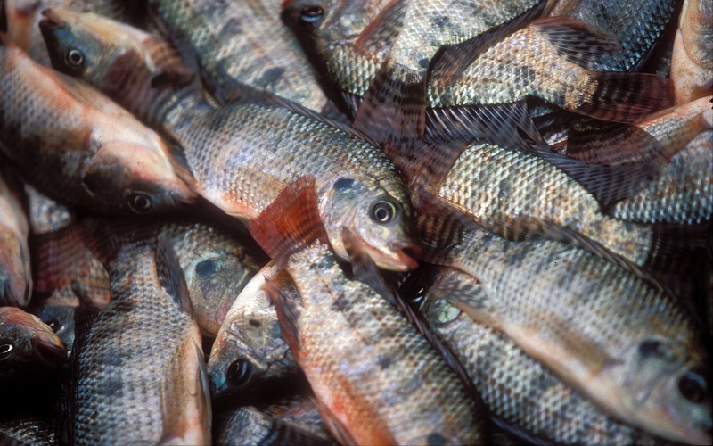 Pisciculture au Kenya