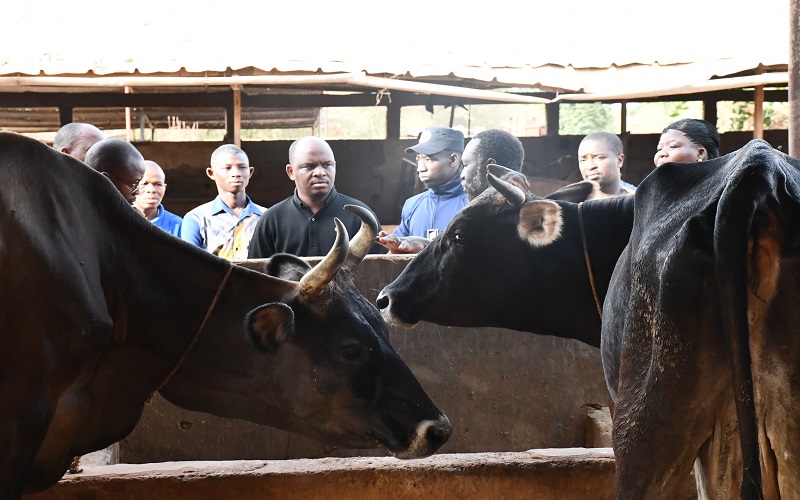Production laitière Burkina