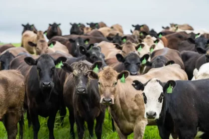 Protection de l’environnement